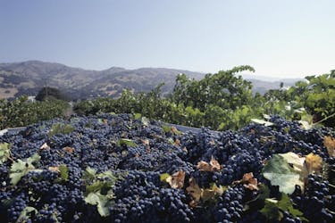 Tour de vinos de Sonoma y Napa Valley desde San Francisco
